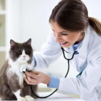 Are Fleas Pestering Your Cat? Here’s How You Can Get Rid Of It!