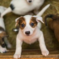 Are You Keen On Adopting A Dog Here’s How You Can