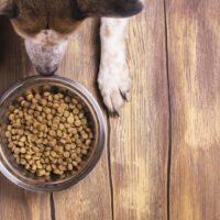 Know About The Right Food For Your Dog’s Allergies